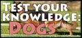 Test your knowledge: Dogs Prices